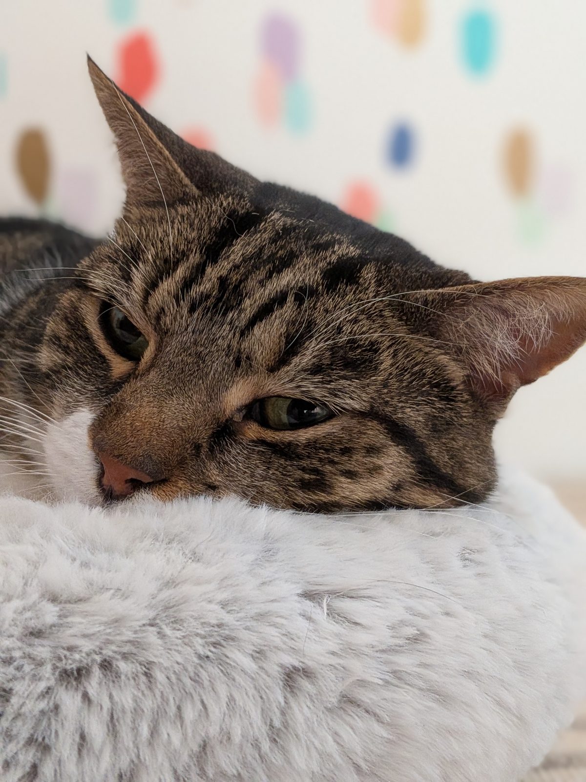 Jarvis with his head on a fluffy cushion against a pastel-dotted wall.