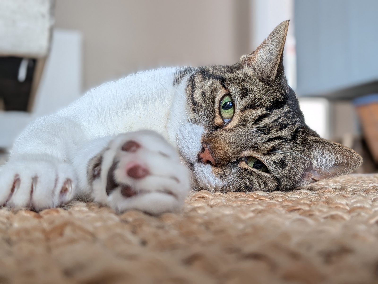Jarvis lying on a jute rug, one paw stretched toward the camera, green eye shining in the sun.