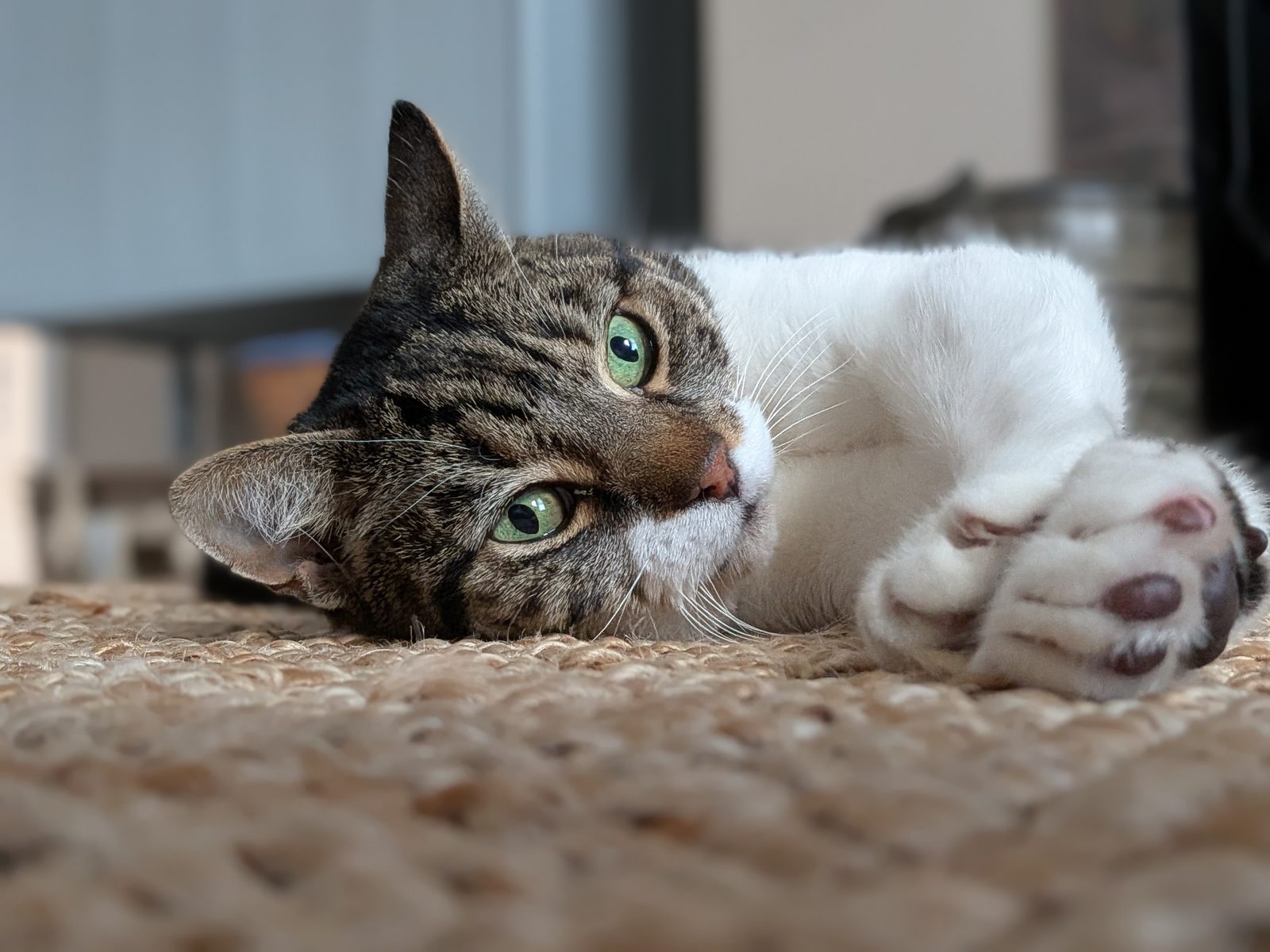 Jarvis stretched on the rug, paw raised.