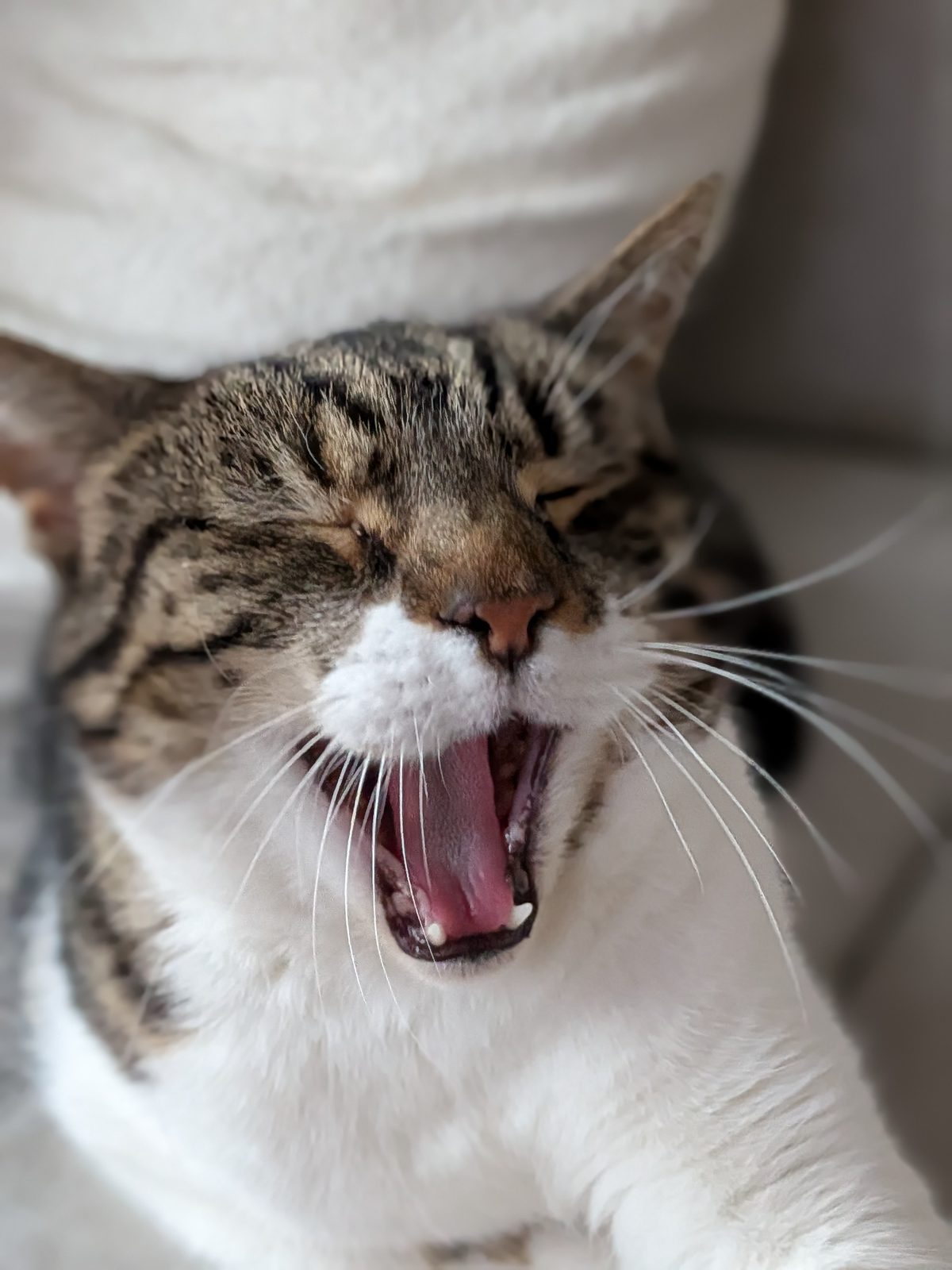 A mid-yawn moment of unguarded honesty.