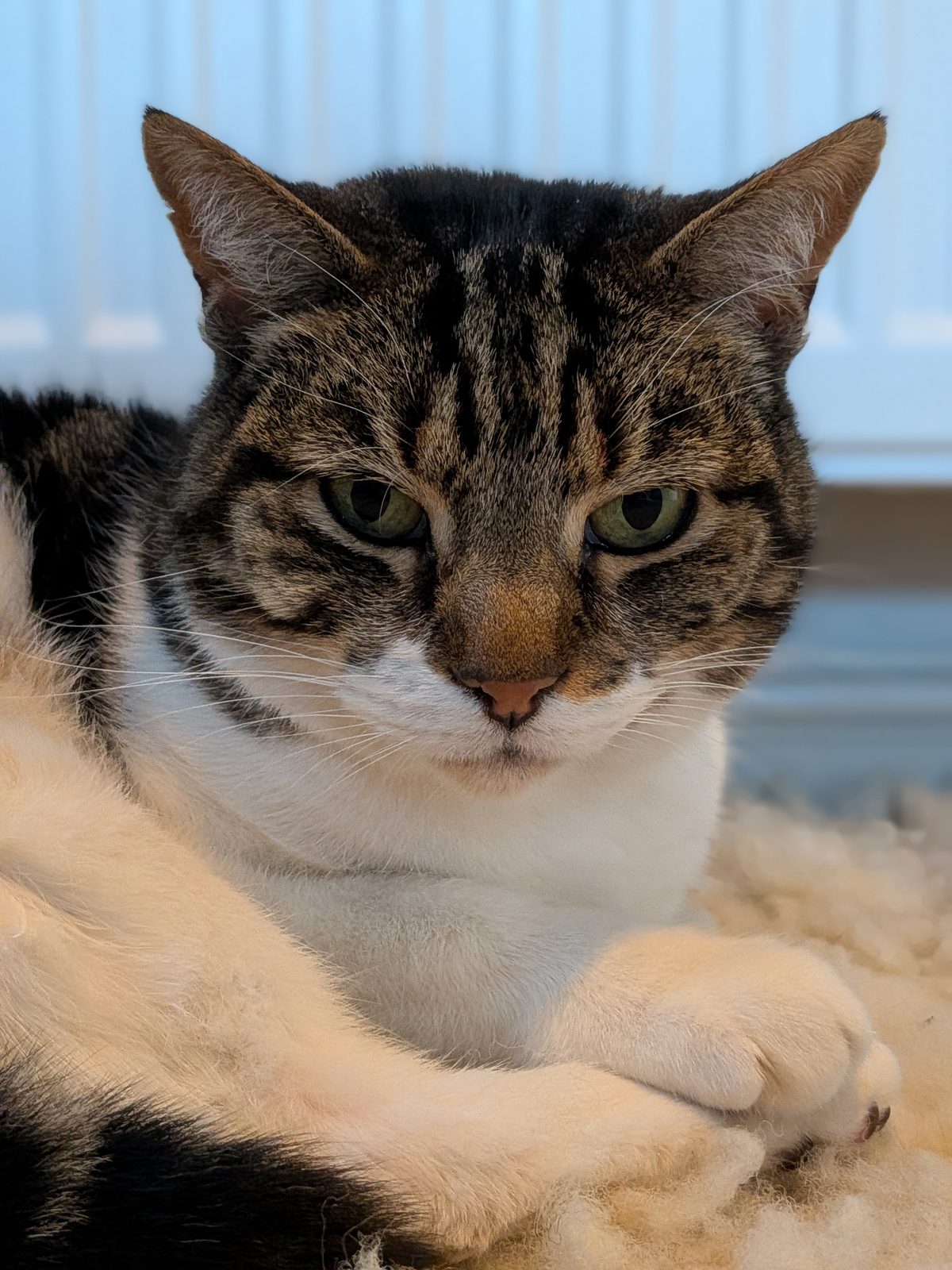 Jarvis sitting upright in evening light, paws crossed, looking dignified.