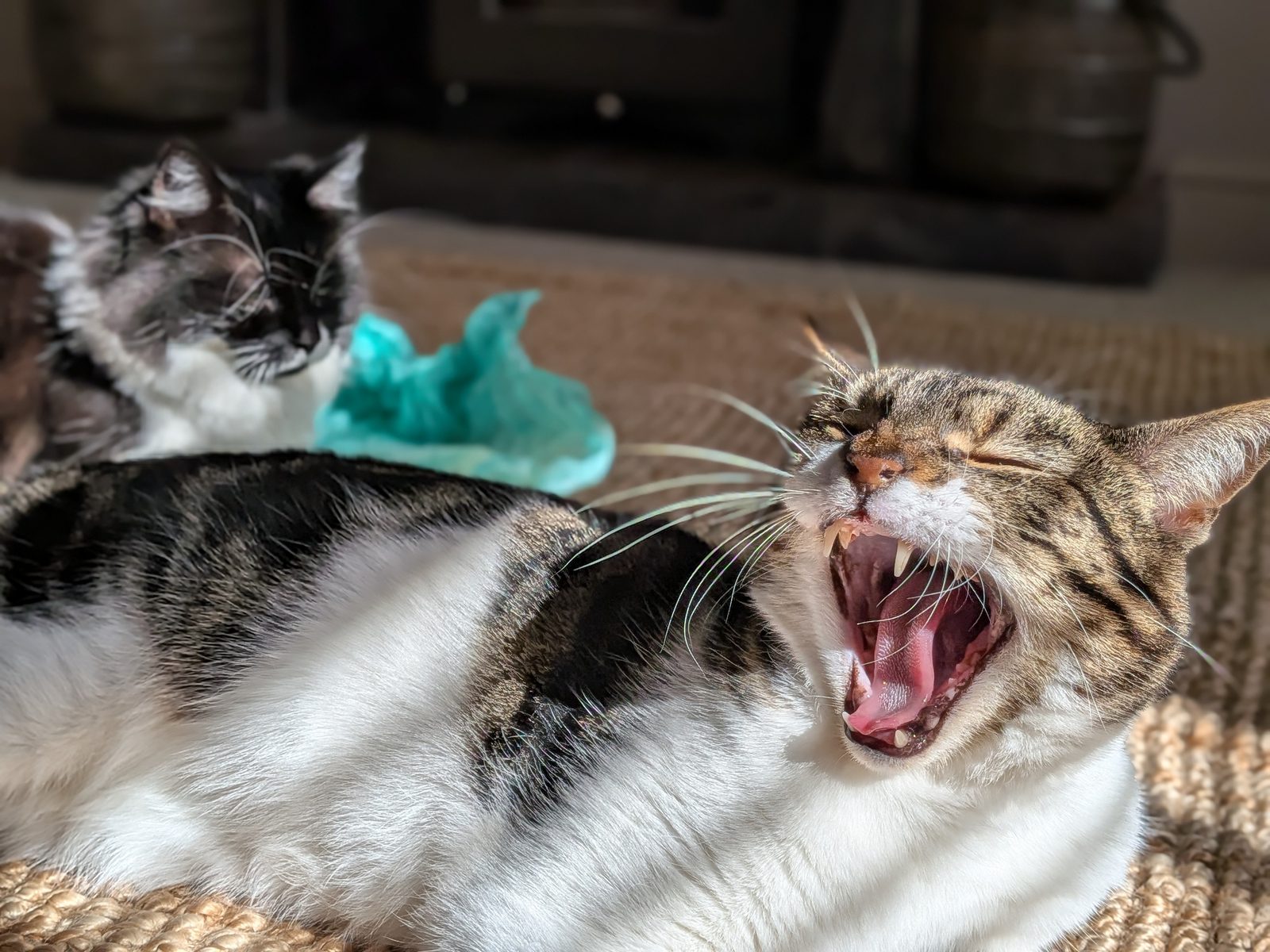 An emphatic yawn, with sister Martha looking on, mildly judgemental.