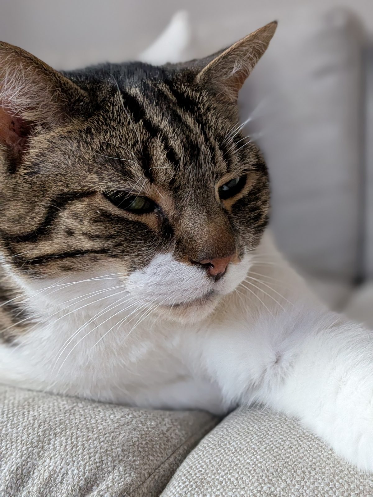 Jarvis in profile, dozing on the sofa.