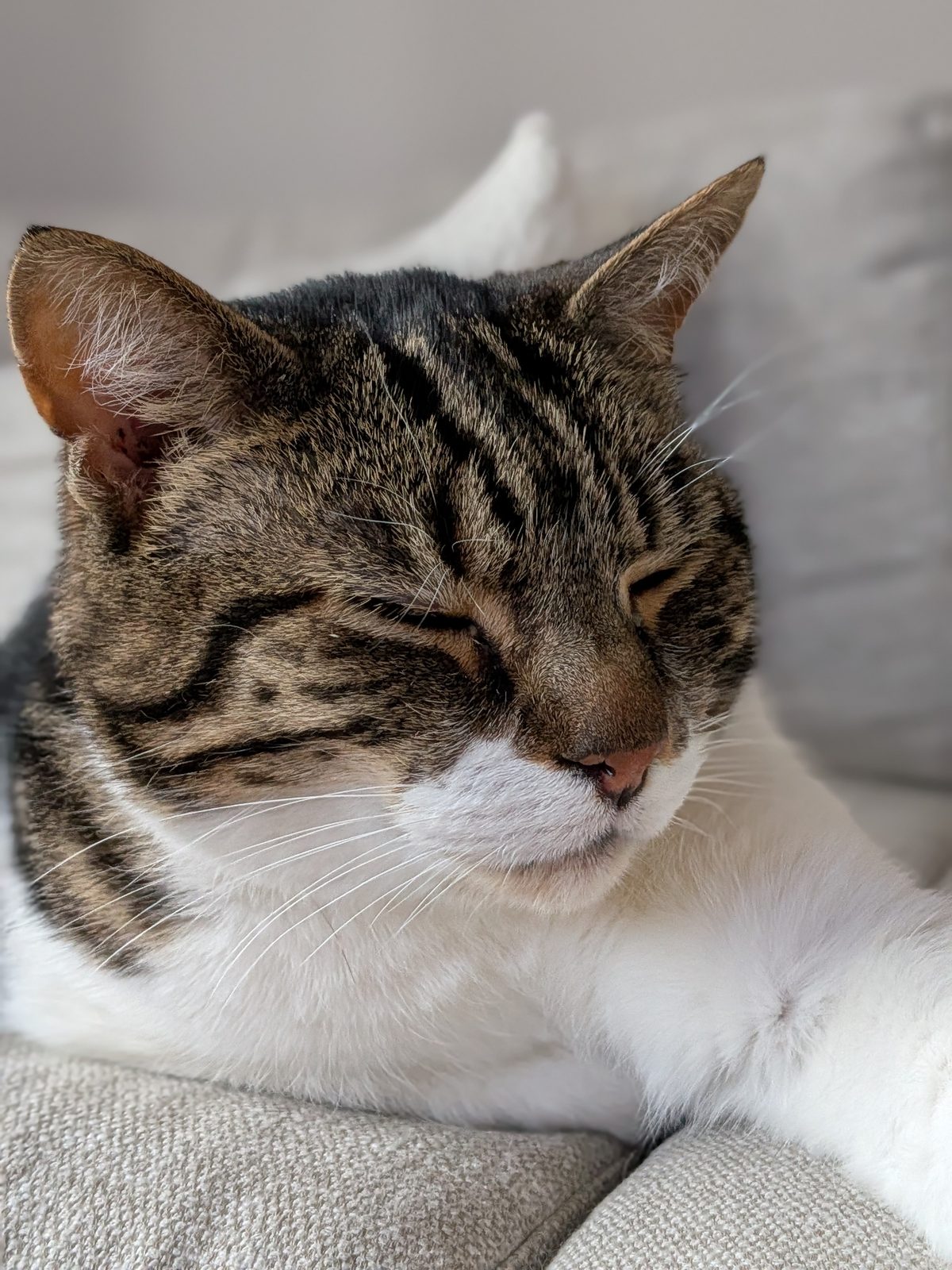 Eyes closed, sun on his fur, blissful.