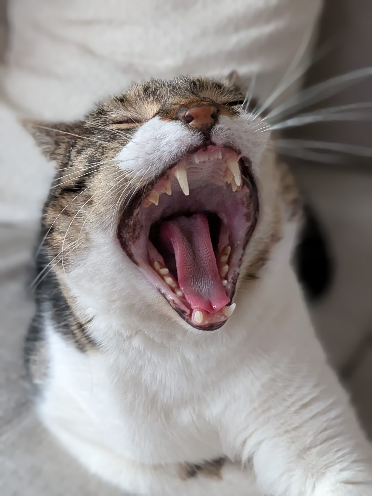 A theatrical, full-throated yawn.